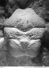 Historisches Foto von Pithonoton sp. (NHMW-AFW-GEO-BACHMAYER-FOTO-1990-0041-1948)
